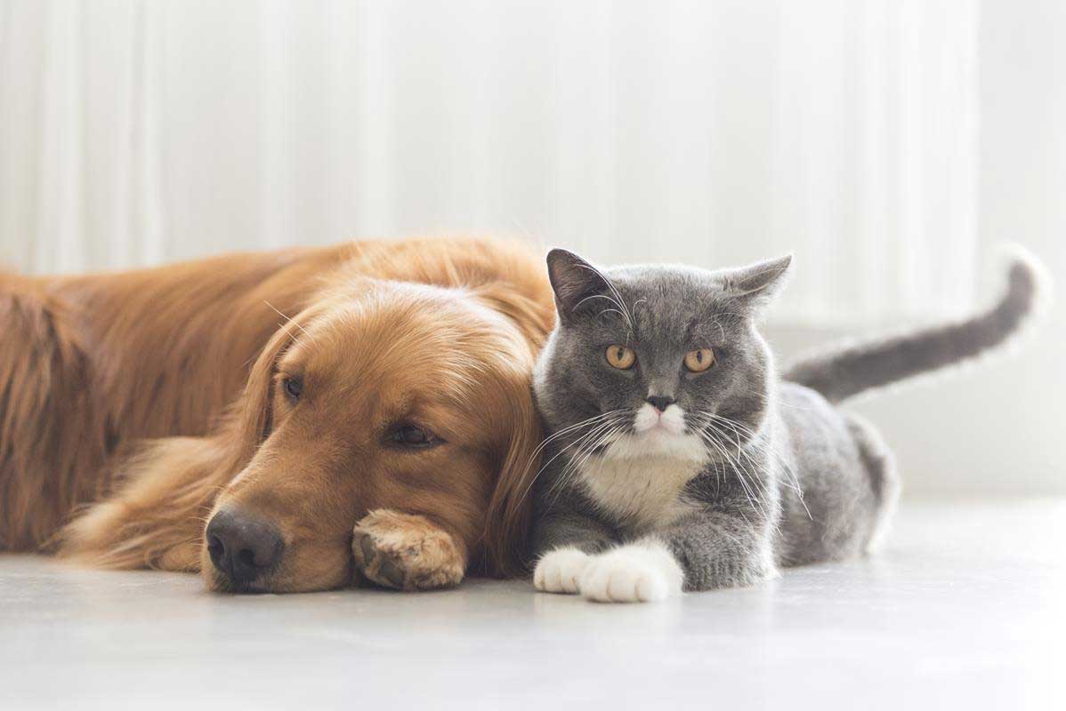 about our veterinary practice Serving in Calgary & Central Alberta