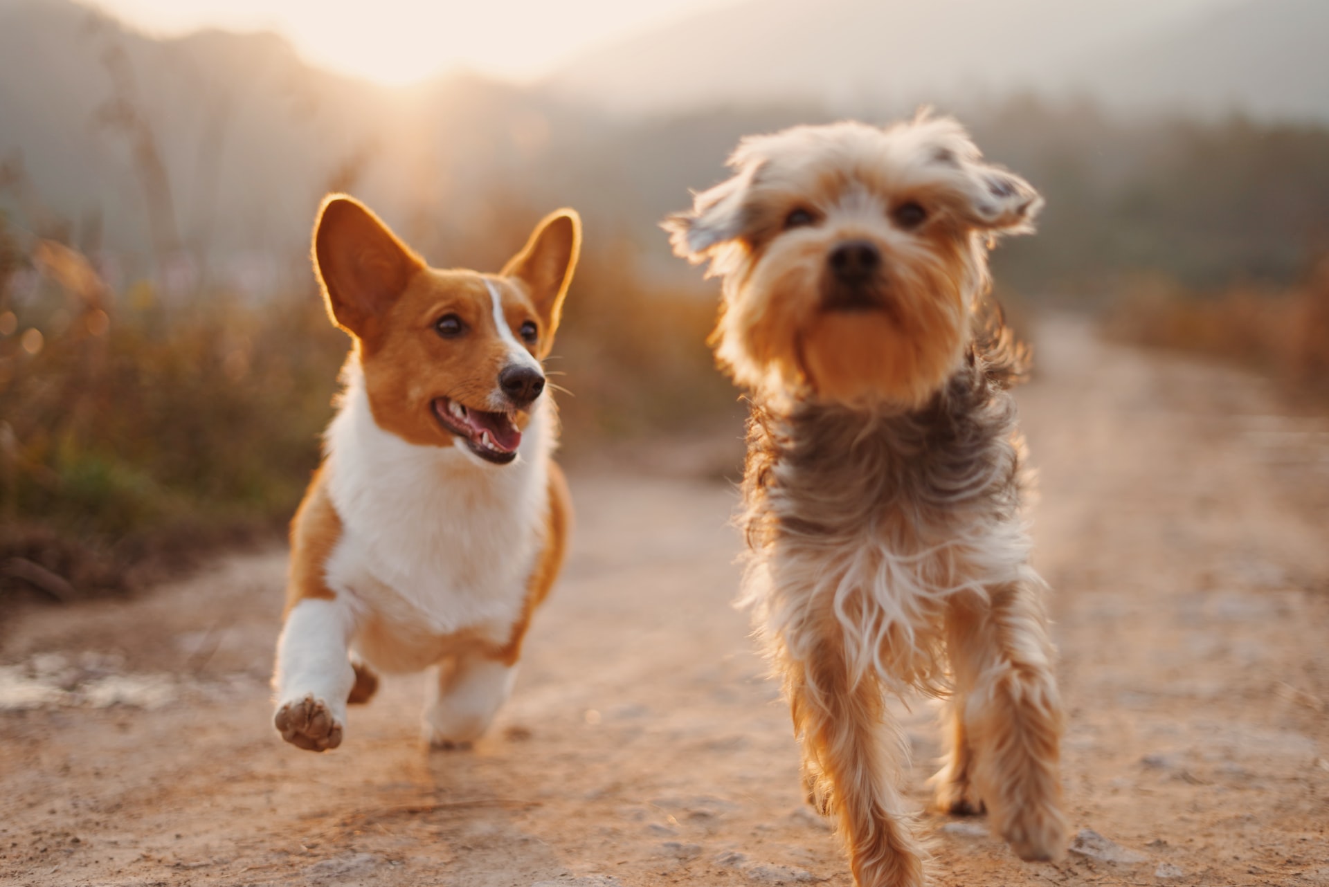 Orthopedic Care for Pets in Calgary & Central Alberta