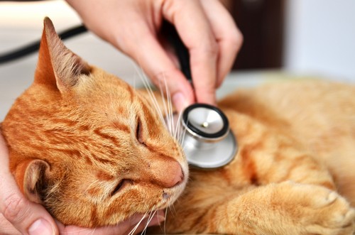 veterinary services Serving in Calgary & Central Alberta